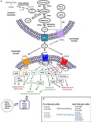 Sphingosine 1-Phosphate Receptors: Do They Have a Therapeutic Potential in Cardiac Fibrosis?